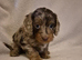 Gorgeous Health Tested Cockapoo Puppies