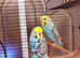 2 x female budgies 14 weeks