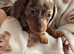Miniature smooth haired dachshunds