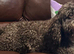 Adult f1 mini cockapoo girl