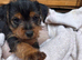 pattern dale cross yorkshire terrier
