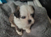 Ready to leave 5 lovely and playful shih tzu puppies