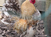 5 x Serama chicks - 1 week old
