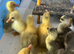 Embden and Chinese goslings hatched 1/6/26