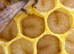 6 Frame National Nuc of Overwintered Bees Spring 2027
