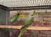 Breeding pr Alexandrines