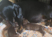 Miniature Dachshund Smooth Puppies