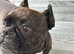 Male french bulldog