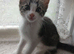 3 Beautiful kittens