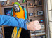 Blue and gold baby macaw hen