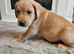 Kc labrador puppies red/yellow