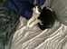 Not allowed pets in new place