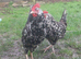 Day‑Old Chicks and Hatching eggs