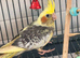 Cockatiel - Hand Tamed Baby - Ready Now