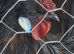 Cr&egrave;vec&oelig;ur chicken Hatching eggs (rare breed)