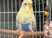 Pair of Budgies with cage