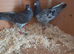 Pair of raceing pigeons