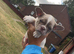 Frenchie