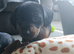 Miniature dachshund