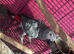 Talking african grey with papers and dna