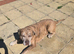Loving forever home needed for 4 yr old female neopolitan/cane corsa mastiff