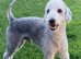 Blue bedlington terrier puppies