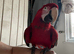 7 year old GW macaw