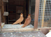 Fancy pigeons for sale feleghazers
