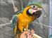 Ready Now Baby HandReared Super Tame Cuddly Friendly Blue & Gold Macaw Parrot,30