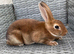 Muffin needs a home