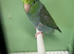 Pair parrolets