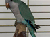 Hand tame Quaker parrot