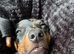 Ralph the miniature dachshund