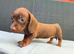 Miniature dachshund