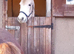 Stunning connemara gelding