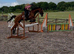 Thoroughbred gelding for sale