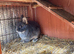 Agouti dwarf