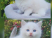 Ready to leave, male ragdoll kittens