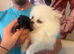Beautiful female kc puppy