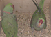 Quality Proven Pair of Large Alexandrines