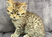 Male Beautiful BSH x Bengal Kitten For Sale