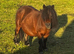 Spsbs bay mare