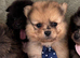 Beautiful Merrill puppies