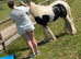 Rising 2 traditional cob gelding 11.3hh