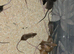 Fancy Mice Babies available, Mostly Females