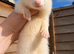 Half Angora ready now
