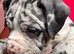 Stunning Pocket Bully Puppies | Rare & Exotic Colours | Beautiful Litter
