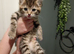 6 x kittens ready to reserve for loving homes
