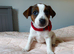 Jack Russel Terier