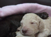 Cockapoo puppies